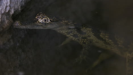 Kaiman-Im-Wasser-Direkt-Unter-Der-Oberfläche-Krokodil