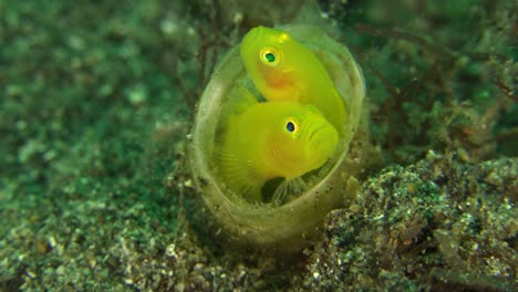 Two-yellow-clown-goby-sitting-side-by-side-in-a-tube-anemone-protecting-their-eggs