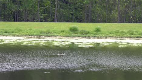 Alligator-Schwimmt-Langsam-Und-Leise-über-Einen-öffentlichen-Teich-In-Florida,-4k