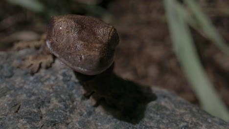 Extreme-Nahaufnahme-Eines-Geckobabys-Mit-Haube