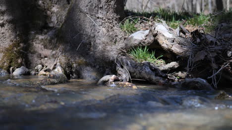 Static-slomo-shot-of-tree-roots-in-stream-bed