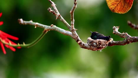 Eine-Kolibri-Mutter-Mit-Dunkelgrünem-Gefieder-Auf-Ihrem-Nest