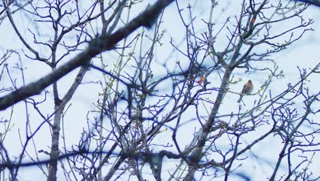 A-red-breasted-bird-is-singing-from-a-tree-in-winter