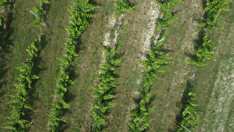 Cultivo-De-Agricultura-Orgánica-De-Viñedos-En-Langhe-Piemonte-Italia.