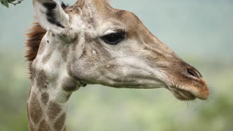 Giraffe-in-profile-turns-head-to-look-at-camera-and-back-to-side,-Closeup