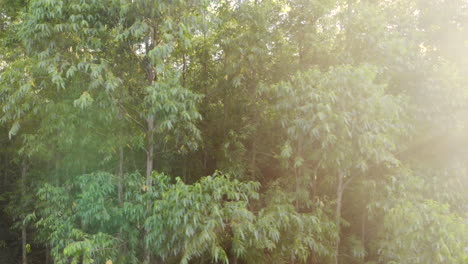 Eukalyptusplantage-In-Brasilien