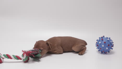 Schokoladenbrauner-Süßer-Zwergpinscher-Welpe-Liegt-Mit-Hundespielzeug,-Weißer-Hintergrund