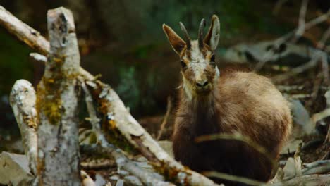 A-chamois-is-intrigued-and-walks-up-to-the-camera