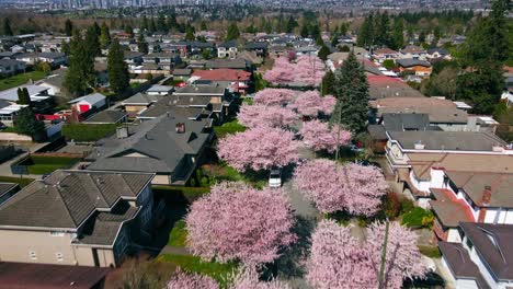 Aerial-of-Beautiful-Pink-Cherry-Blossom-Trees-Along-a-Suburban-Street