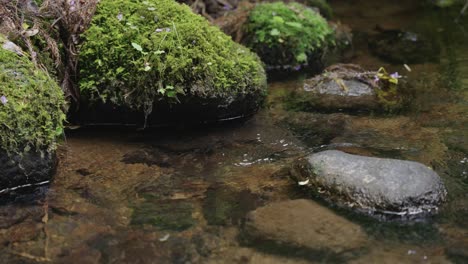 Salamandra-Gigante-Japonesa-Escondida-Bajo-Una-Roca-Cubierta-De-Musgo-En-El-Río-De-Tottori,-Japón