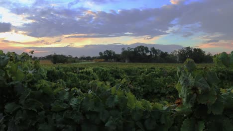Beautiful-Sunset-Over-Winery-Vineyards---Handheld-Shot