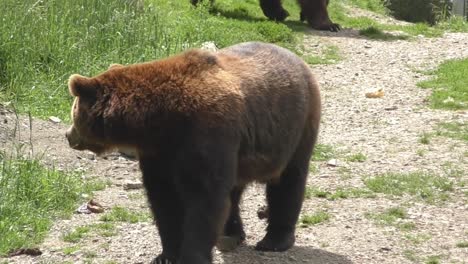 Beautiful-brown-Austrian-Bears-walking-in-the-sunlight--Close-up