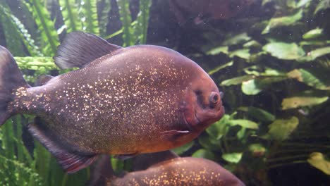 Close-up-shot-of-dangerous-Piranha-underwater-in-aquarium-lighting-by-sunlight