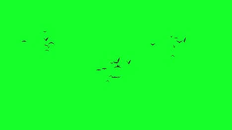 Animation-Von-Drei-Fledermausgruppen,-Die-Sich-Dem-Grünen-Bildschirm-Nähern,-Video-Overlay