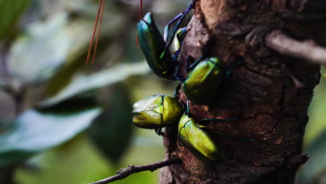 Close-up-of-four-Emerald-euphoria-beetle-on-tree-branch