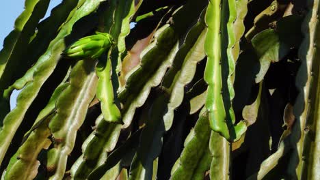 Grüne-Reifende-Drachenfrucht-Und-Blätter-Der-Pitahaya-Pflanze,-Die-Im-Sonnenlicht-Wächst