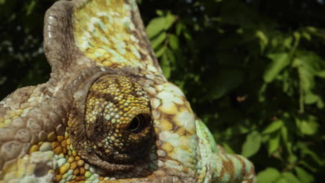 extreme-macro-close-up-of-chameleon-eyeball-in-tree