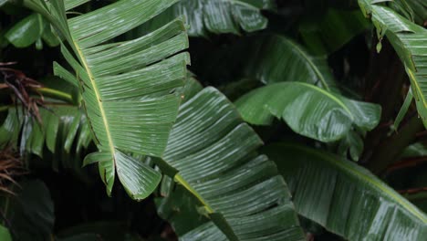 Grouping-of-big-jungle-leaves-and-rain-dripping-with-rack-focus-pulled-from-background-to-foreground