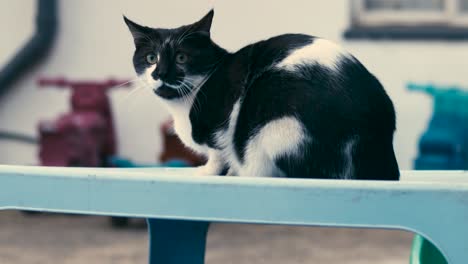 Gato-Y-Perro-Jugando-Gato-Sentado-En-Una-Mesa-Azul-Vigilando-Al-Perro