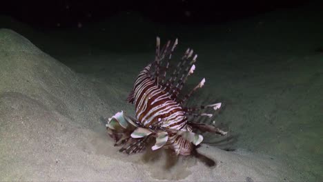 Lionfish-catching-small-fish-at-night-on-coral-reef-Red-sea
