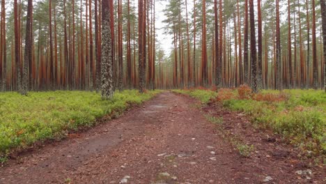 Narrow-road-through-an-enchanted-woodland-forest,-moving-dolly-shot