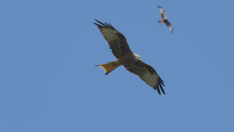 Tracking-shot-of-Majestic-Red-Kite-Eagles-gliding-at-blue-sky-in-summer