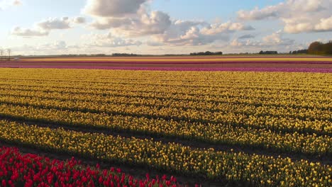Aerial:-colourful-tulip-fields-growing-in-Netherlands-countryside,-4k-landscape