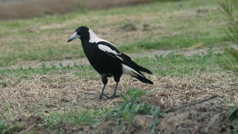 SLOW-MOTION-Australian-Black-And-White-Magpie-Grazing-For-Food