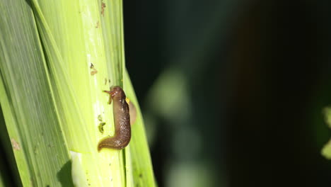 Slug-Crawls-Up-The-Green-Stalk-Of-A-Plant-On-A-Sunny-Day