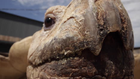 Extreme-closeup-macro-tortoise-beak