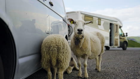 Two-cute-sheep-rest-and-shelter-next-to-a-car-in-the-countryside-of-Norway