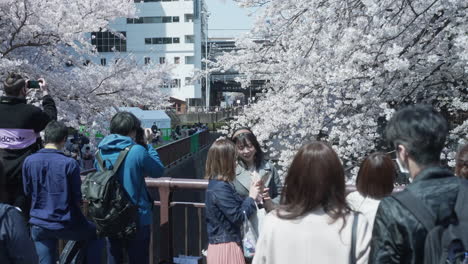 Chicas-Tomándose-Fotos-Con-Flores-De-Cerezo-Durante-El-Hanami-En-Medio-De-La-Pandemia-En-Tokio,-Japón,-En-Cámara-Lenta