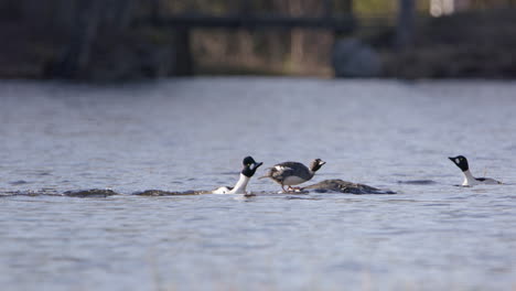 Common-goldeneye-ducks-in-a-river,-one-taking-off,-Sweden,-slow-motion-wide-shot