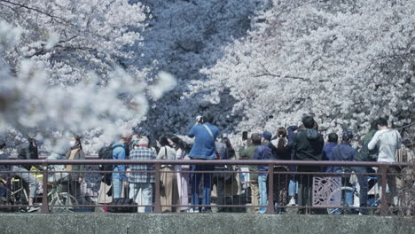 Crowds-Busy-Taking-Photos-Of-Beautiful-Spring-Scenery-During-The-Sakura-Festival-In-Tokyo-Japan---wide-shot