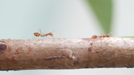Rote-Ameisen-Laufen-Auf-Baumstamm-Mit-Verschwommenem-Grünem-Naturhintergrund