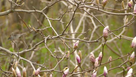 A-small-bird-rests-on-the-branch-of-a-flowering-tree-in-the-spring