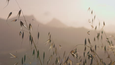 Prairie-grass-sways-in-the-wind-at-sunset-with-a-mountainous-region-in-the-background