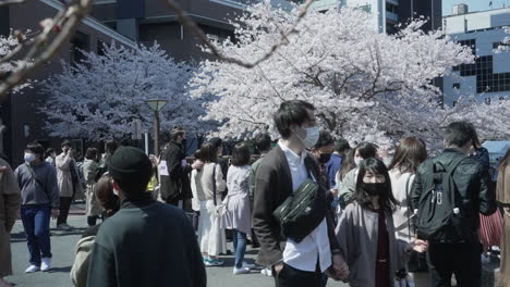 Groups-Of-Japanese-People-Traveled-To-Continue-Spring-Tradition-Of-Hanami-During-Pandemic---wide-shot