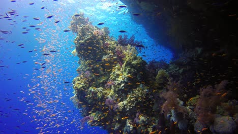 colorful-reef-life-with-reef-fishes-in-the-deep-blue-red-sea