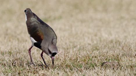 Hunting-Souther-Lapwing-pecking-worm-from-dry-ground-during-sunlight,close-up-track-shot---Vanellus-Chilensis-species-in-action