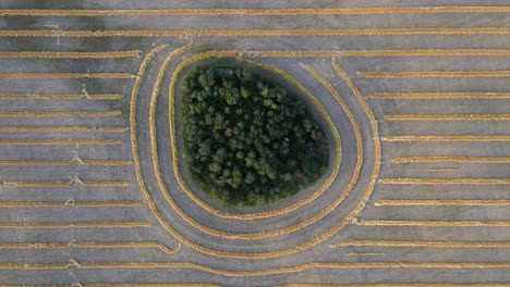 Aerial-vertical-shot-moving-sidewards-over-island-of-trees-within-a-wheat-field-in-the-Canadian-prairies