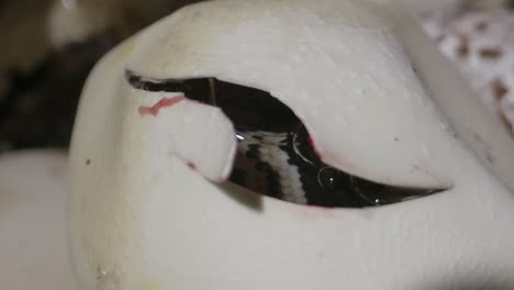 Tilt-up-reveal-baby-python-inside-an-egg---nest-of-snake-eggs