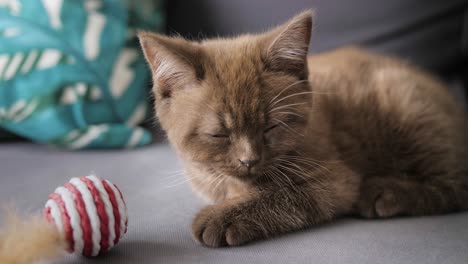 Süßes-Braunes-Kätzchen,-Das-Neben-Einem-Spielzeug-Einschläft-Und-Seine-Augen-Und-Ohren-Bewegt