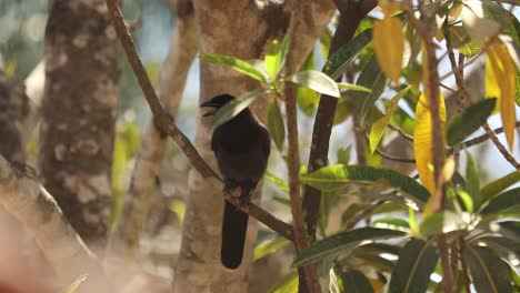 Eine-Chopi-Amsel-Versucht,-Eine-Nuss-Zu-öffnen,-Während-Sie-Auf-Einem-Baum-Im-Brasilianischen-Pantanal-Sitzt