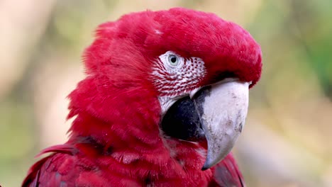 Portrait-shot-of-beautiful-red-colored-Ara-Chloropterus-or-Red-and-green-Macaw-in-Jungle