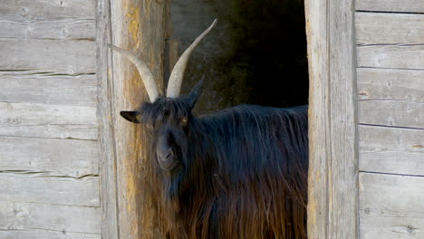Cabra-Suiza-Negra-Con-Cuernos-Parada-En-La-Entrada-Del-Granero-De-Madera-Y-Mirando-A-La-Cámara,-Cerca-De-Especies-Verzasca