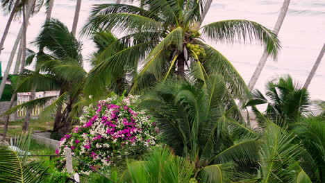 Ocean-coastline-covered-in-palm-trees-with-blooming-flowers,-static-view
