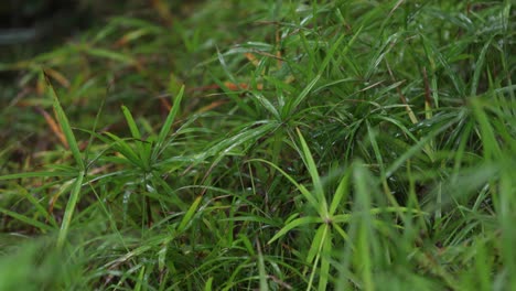 Bright-green-plant-leaves-being-rained-on-in-a-forest