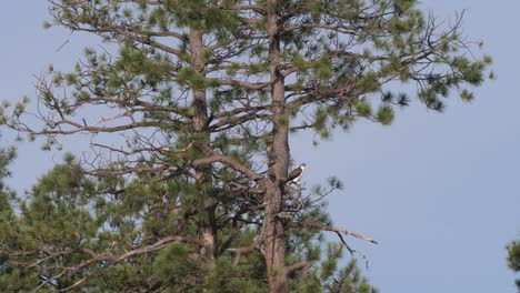 Osprey-perched-on-a-branch-of-a-ponderosa-pine-facing-to-the-side