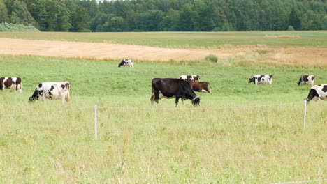 Rebaño-De-Vacas-Coloridas-Pastando-En-Prados-Verdes-Y-Vibrantes,-Vista-Estática